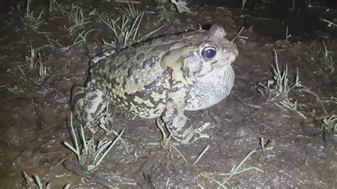 Image result for Alien Frog YouTube