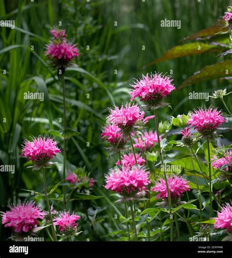Brilliant pink bee balm plant, monarda didyma, highlighted by the ...