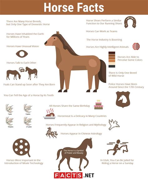 80 interesting horse facts you probably never knew about – Artofit