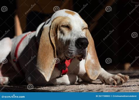 Spanish Bloodhound Dog Lying Down and Dozing Under the Sun Rays. Stock ...