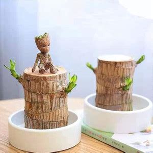 DHOR MINI Brazilian Lucky Wood Live Stick Plant Seed Price in India ...
