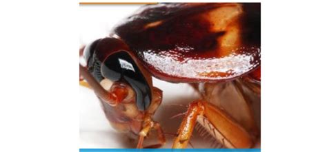 Image result for Cockroach Spray