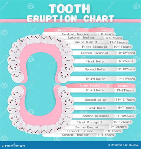 Tooth Eruption Chart Cartoon Vector | CartoonDealer.com #111897965