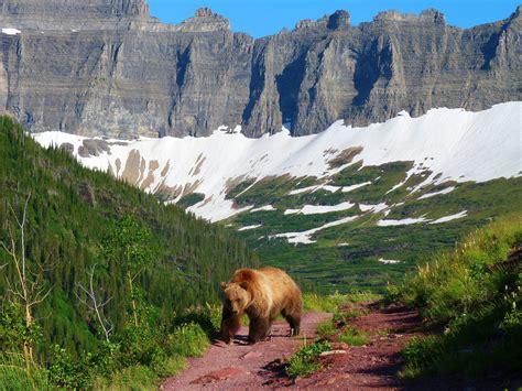 Wildlife In Glacier National Park