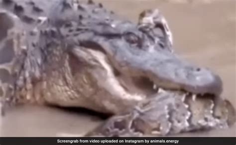 Image result for Alligator and Python Fight