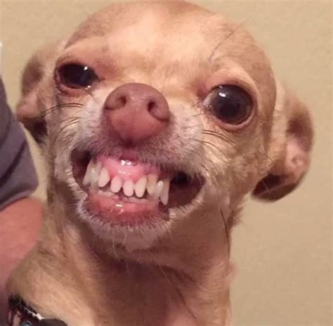 Smiling chihuahua #BestPuppySmile | Chihuahua funny, Funny chihuahua ...