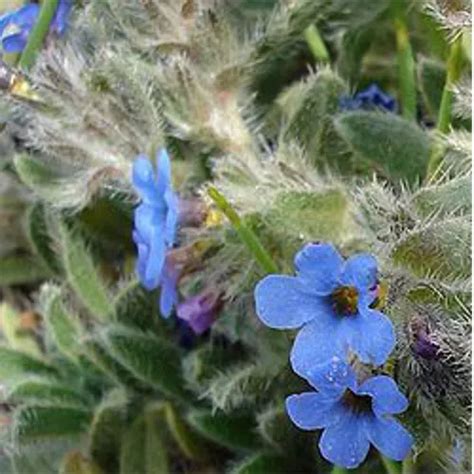 Herbal Flower - Aconite Bachnag Aconitum Ferox Trader - Retailer from ...