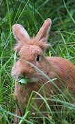 Image result for Rabbit Teeth Diagram