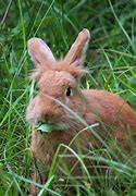 Image result for Long Rabbit Teeth