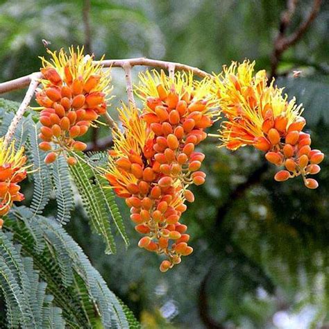 Buy Colvillea Racemosa, Golden Flower Tree - 0.5 kg Seeds online from ...