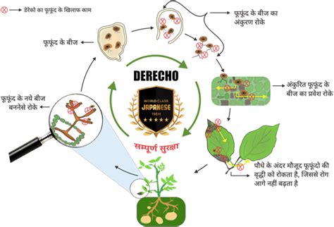 डेरेको - पछेती झुलसा का इलाज, अपना आलू करेगा राज (Sumitomo Derecho)
