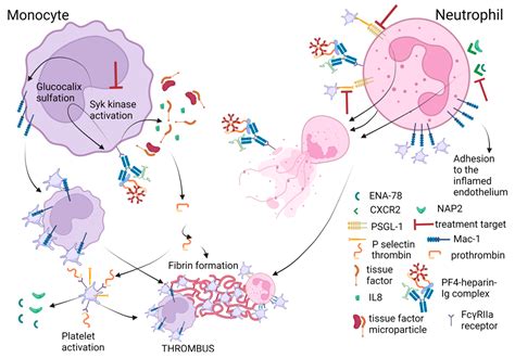 Novel Knowledge about Molecular Mechanisms of Heparin-Induced Thrombocytopenia Type II and ...