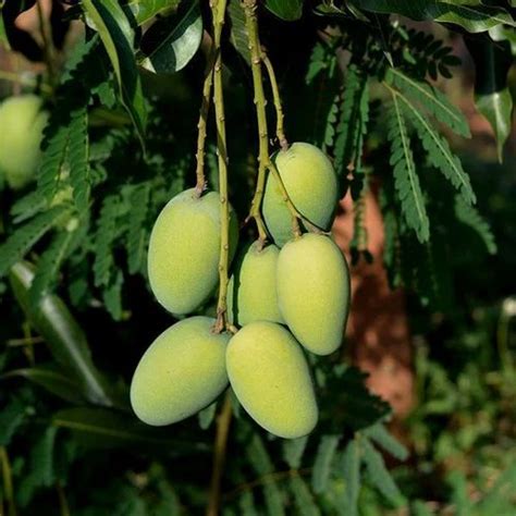 Grafted Mango Plant - Dasheri Mango Plant Trader - Retailer from Lucknow