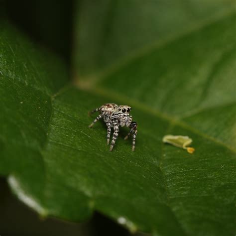White-cheeked Jumping Spiders from Chillum, MD, USA on September 16 ...