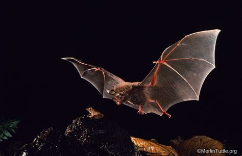 Scientists reveal how bats learn to identify which prey is safe to eat - February 2025