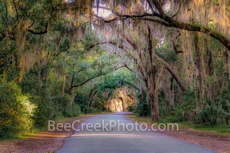 Spanish Moss Winding Path