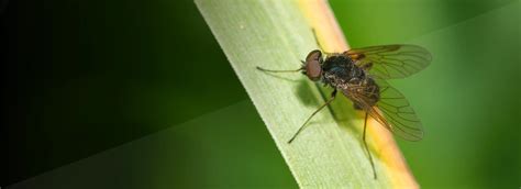 Black Fly Pest Control Services Kingston, Ontario