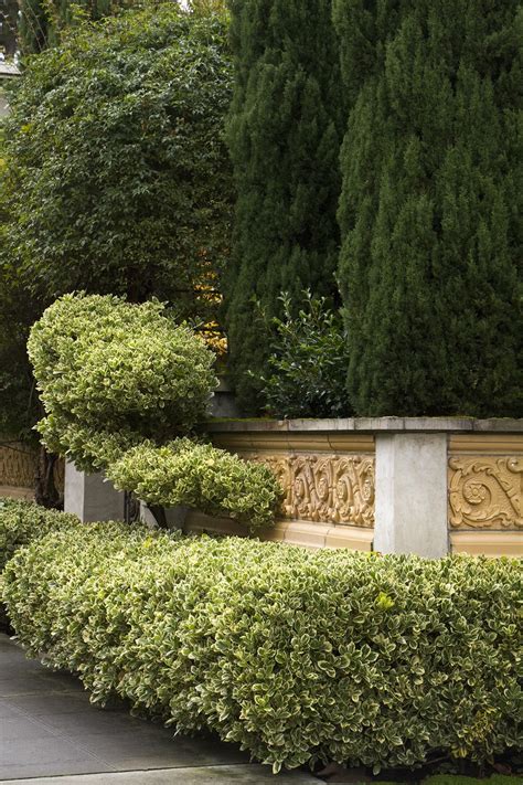 Silver King Euonymus, Euonymus japonicus 'Silver King', Monrovia Plant