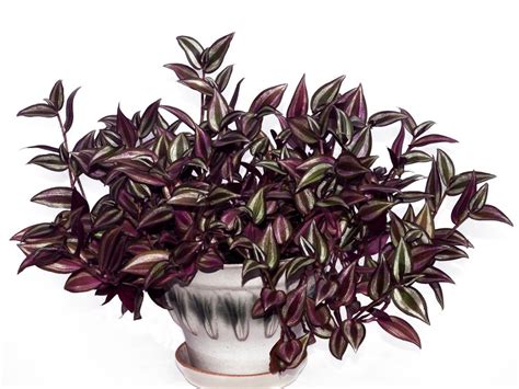 Inch Plant Houseplant: How Do I Care For My Inch Plant