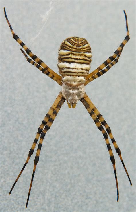Banded Garden Spider (Argiope trifasciata) - Plants and Animals of ...