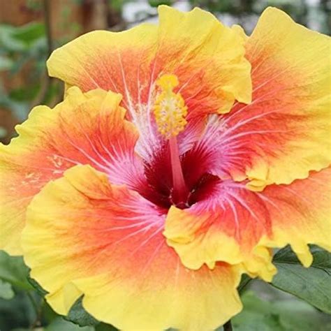 AP GARDEN Hybrid Hibiscus Grafted Live Plant, Rose Mallow, Multi Colour ...
