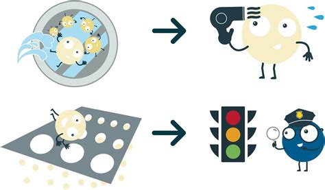 Image result for Seed Processing