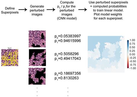 Local Interpretable Model-Agnostic Explanations for Classification of ...