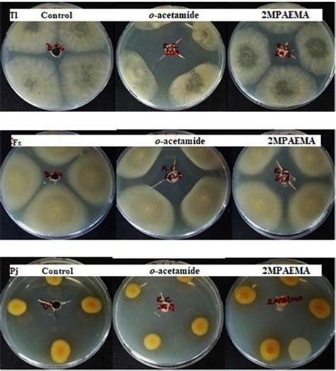 Image result for Agar Plug Diffusion Method
