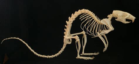 Rat Skeleton