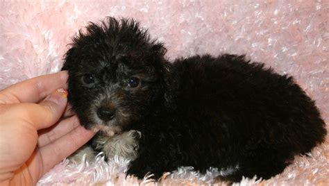 Black Maltipoo: A Charming and Playful Companion