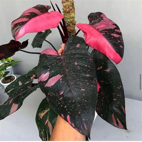Philodendron black cherry pink princess starter plant all etsy – Artofit