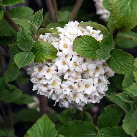 Snowball Bush Viburnum