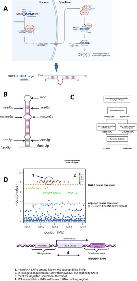 Image result for microRNA Design