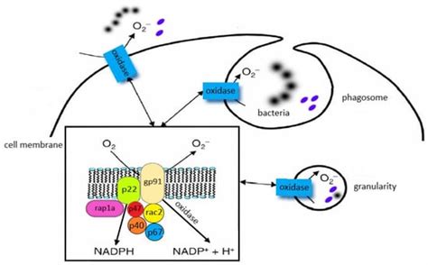 Neutrophils and the Systemic Inflammatory Response Syndrome (SIRS)