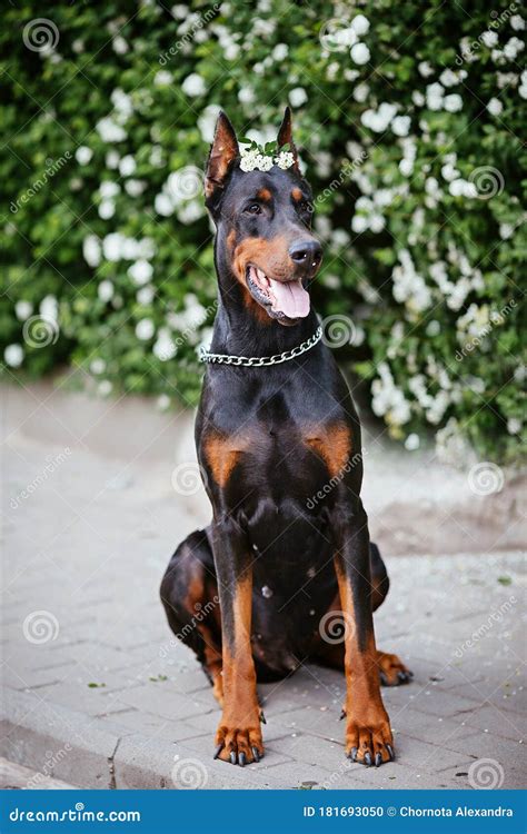 Doberman Scary 的图像结果