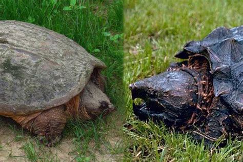 Image result for Snapping Turtle vs Alligator