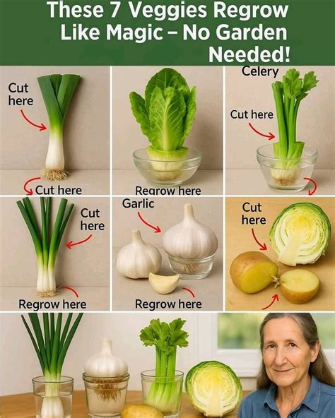 Pin by Kelsey Brown on Gardening | Vegetable garden for beginners, Small vegetable gardens ...
