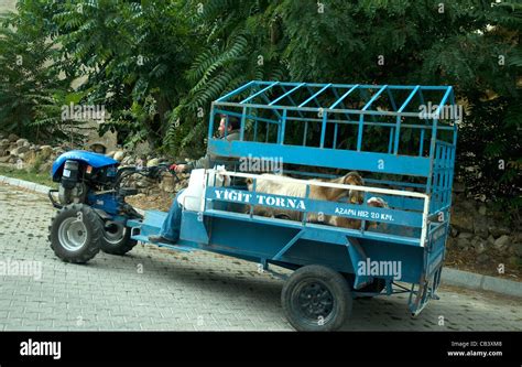 Local transport ferries goats through the rural valleys of Turkey's ...