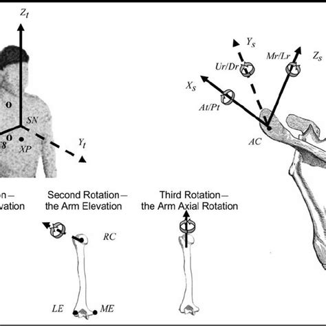 Image result for Scapular Rotation Dysfunction