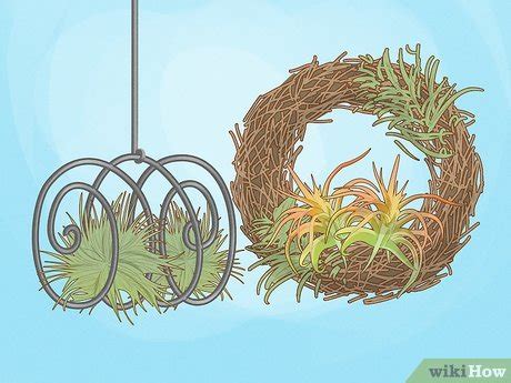 How to Display Air Plants On MDF 的图像结果