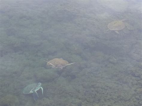 New Way Horizon Travel (Hilo) - 2022 What to Know Before You Go (with ...