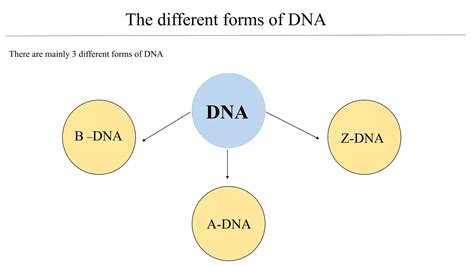 Different Forms of DNA 的图像结果