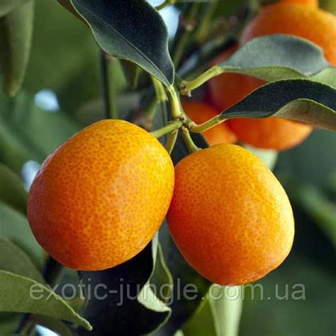 Купить Кумкват "Мейва" (F. crassifolia "Meiwa") 20-25 см. Комнатный ...