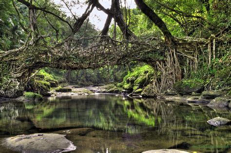 Image result for Tree Root Bridge