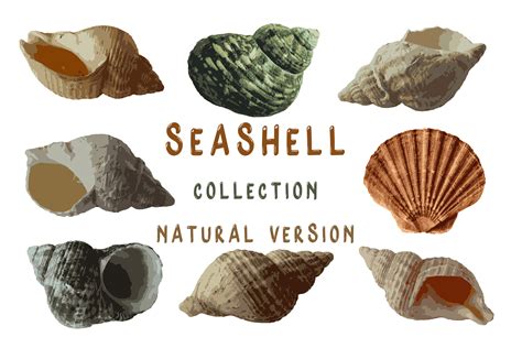 Image result for Seashell Collection