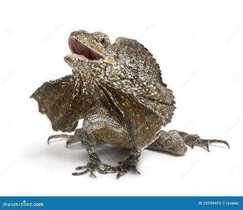 Frill-necked Lizard, Also Known As the Frilled Stock Photo - Image of ...
