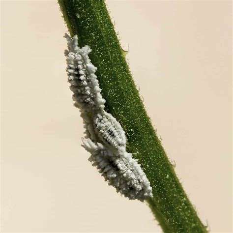 Plants, Pests and Diseases: Causes And Treatments | Plantly