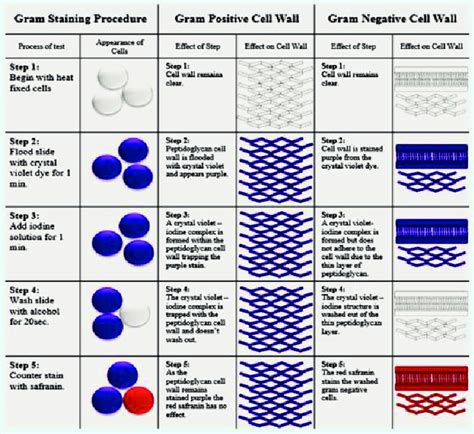 Preparation Gram Stain 的图像结果