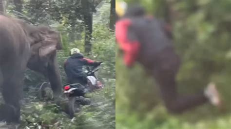 Elephant attacked bike rider on the middle of the road in the forest ...