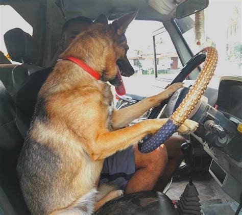 In Assam’s Kaziranga, dogs are helping sniff out rhino poachers